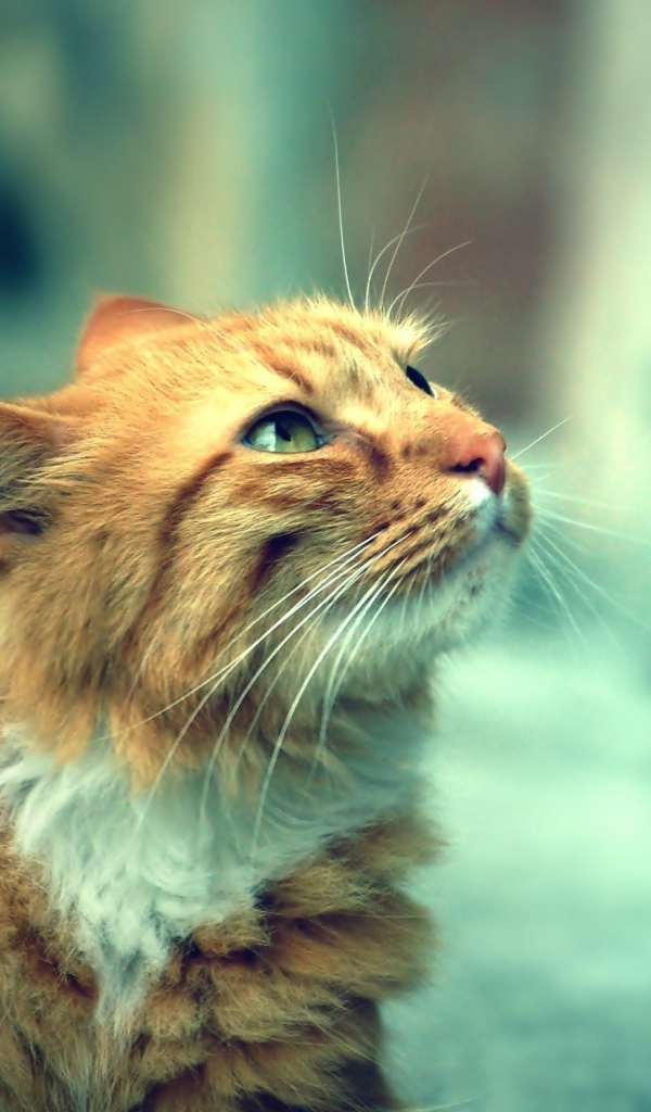 Красивый кот кимрик