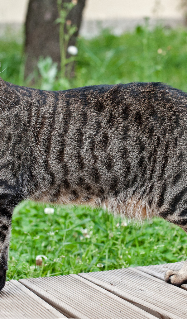 Красивая кошка египетская мау