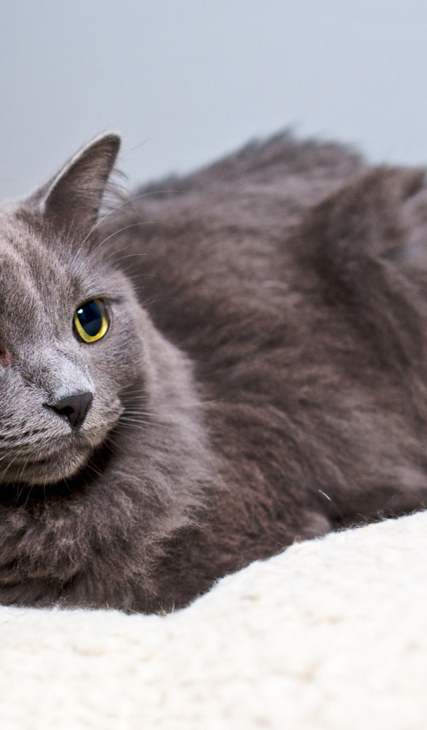 Красивый кот нибелунг