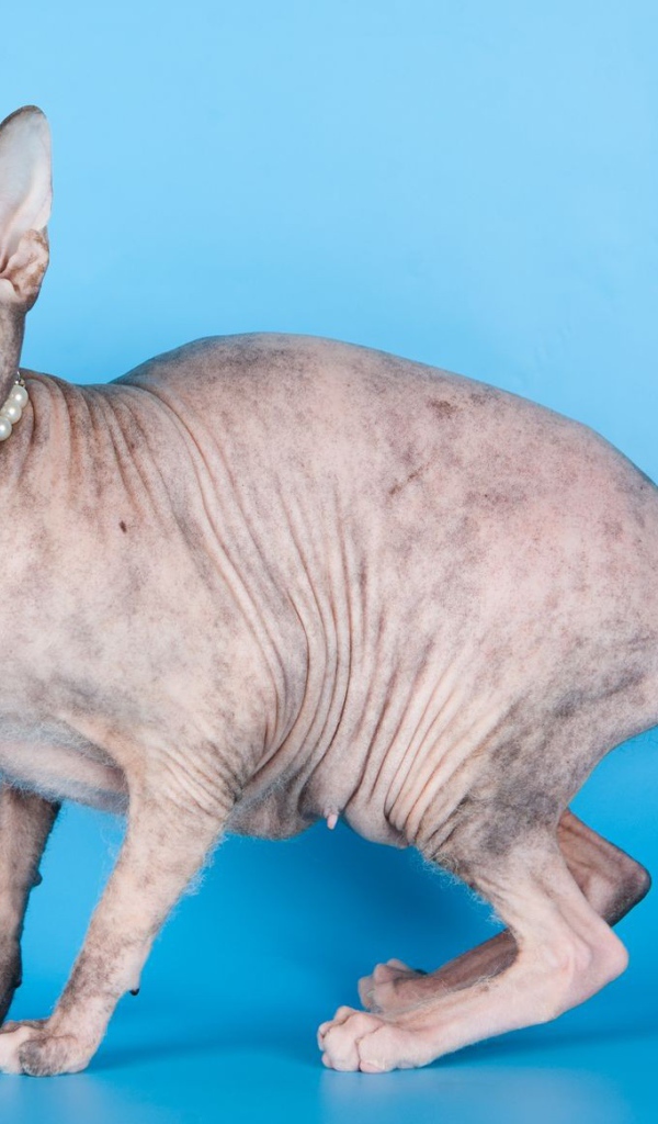 Красивый кот петерболд