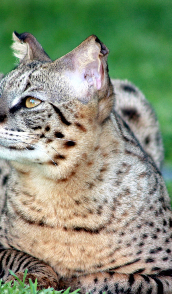 Красивая кошка саванна