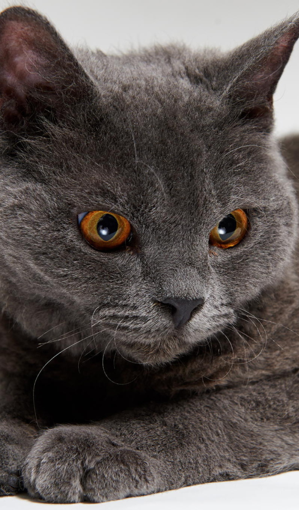 Красивый серый селкирк рекс