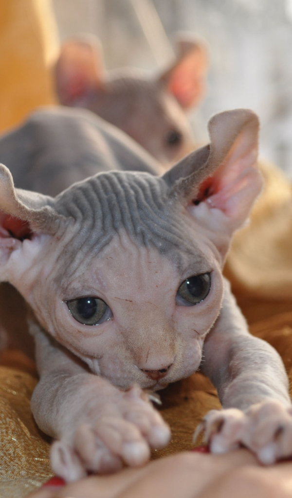 Красивый котенок минскин