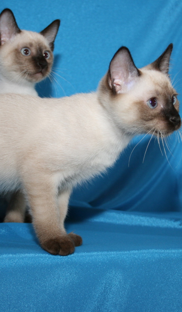 Красивые котята меконгский бобтейл