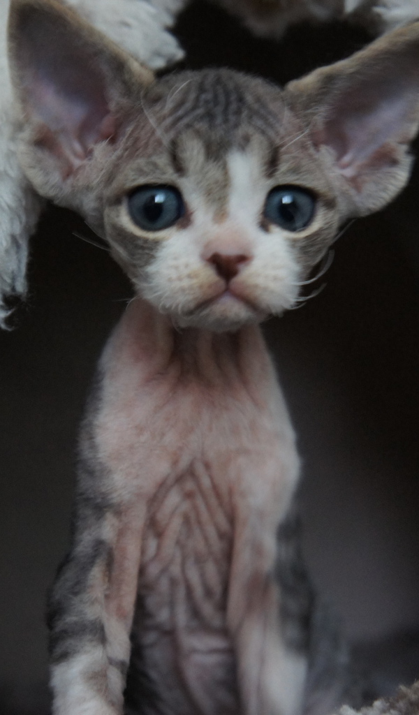 Большеголовый котенок девон-рекс