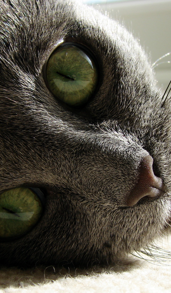 Большие глаза русской голубой кошки