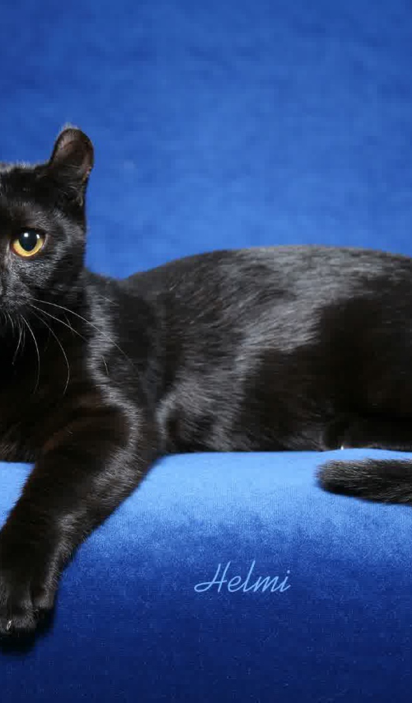 Черный американский керл