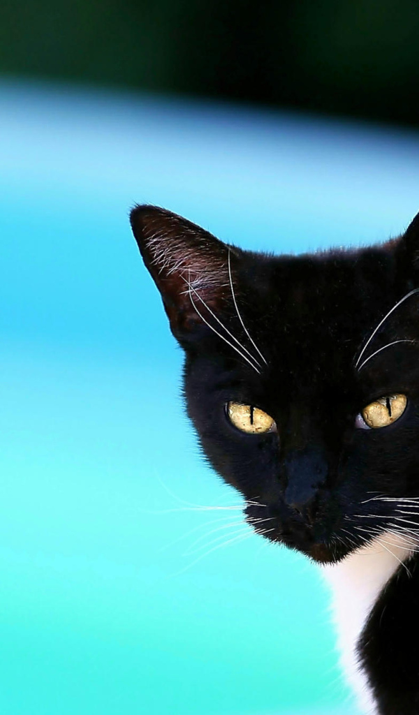 Черная американская короткошерстная кошка