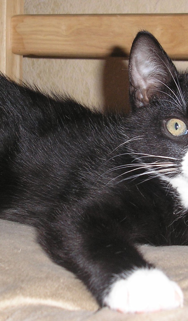 Черный курильский бобтейл