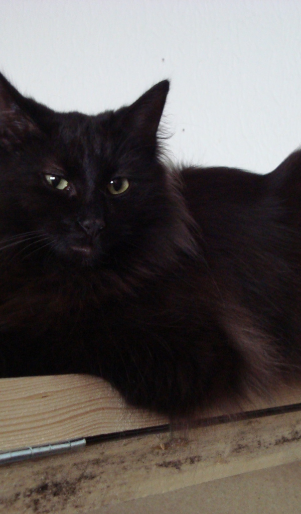 Черная норвежская лесная кошка