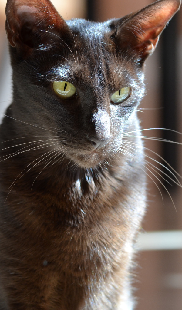 Черная ориентальная короткошерстная кошка