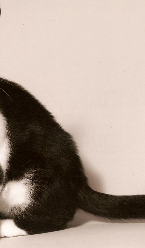 Черно белая американская короткошерстная кошка