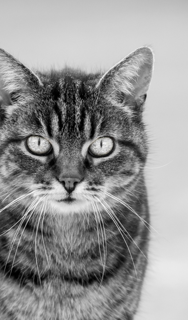 Черно белый кот