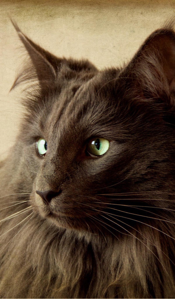 Черный кот нибелунг