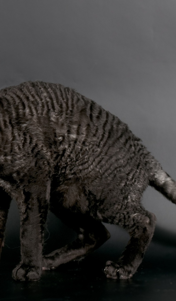 Черный корниш рекс