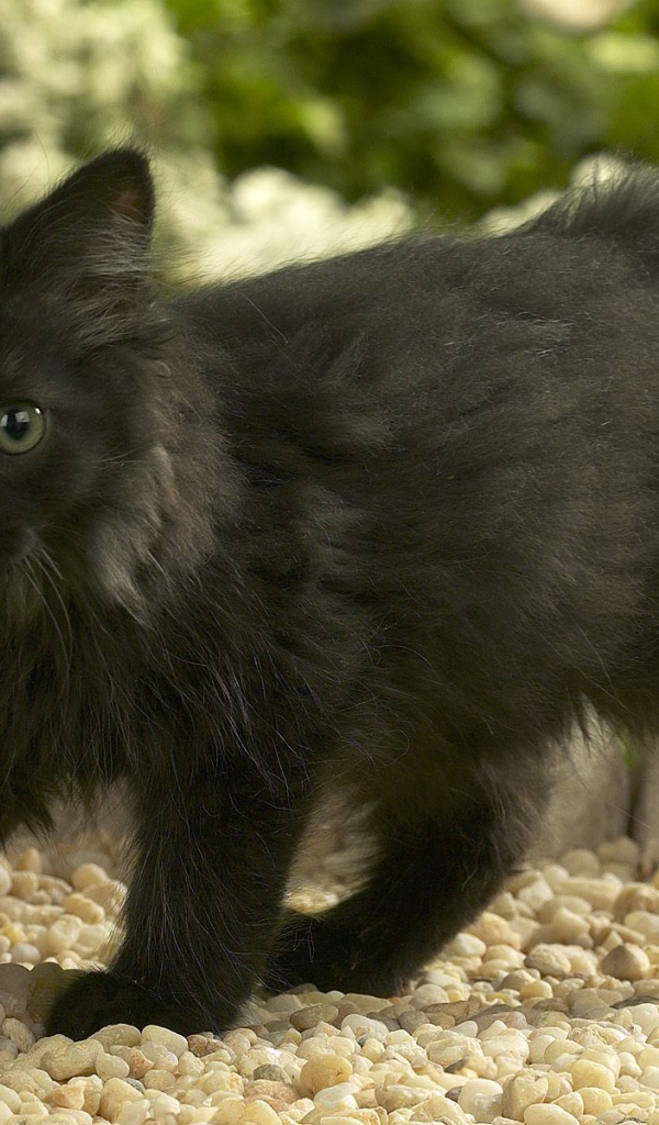 Черный котенок норвежской лесной кошки