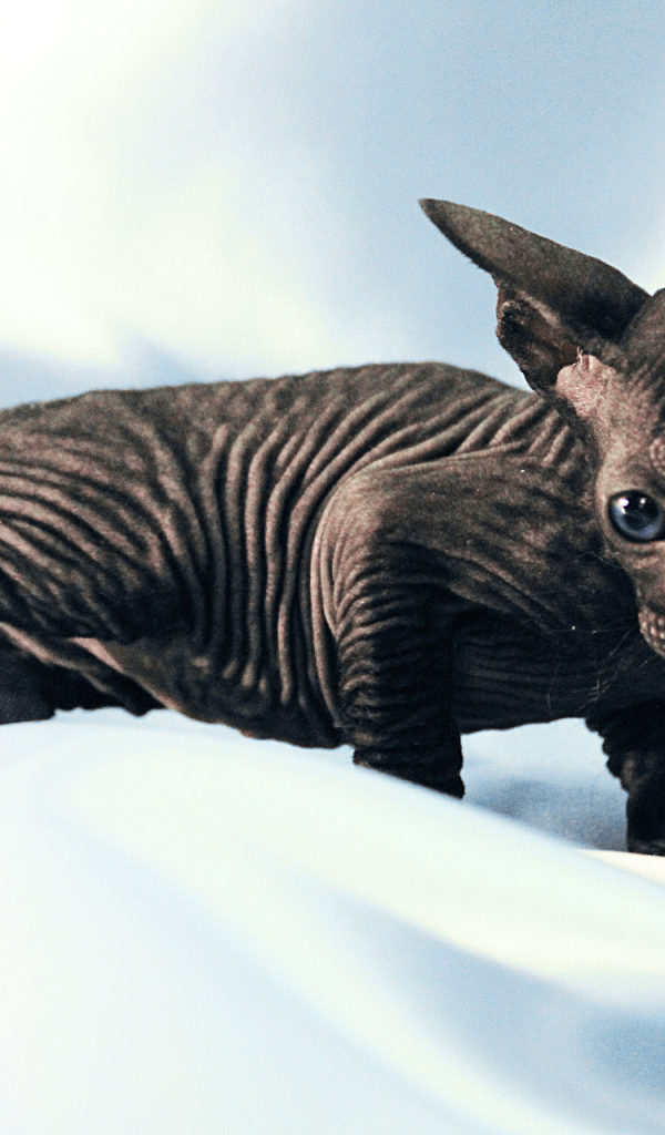 Черный котенок петерболд