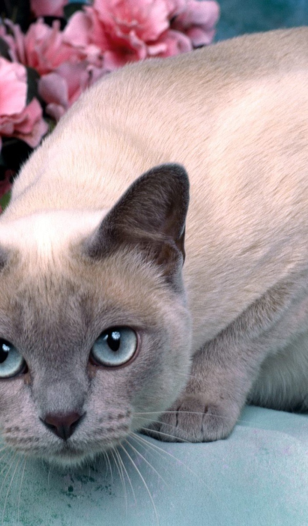Голубоглазая тонкинская кошка