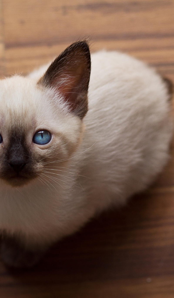 Голубоглазый котенок меконгский бобтейл