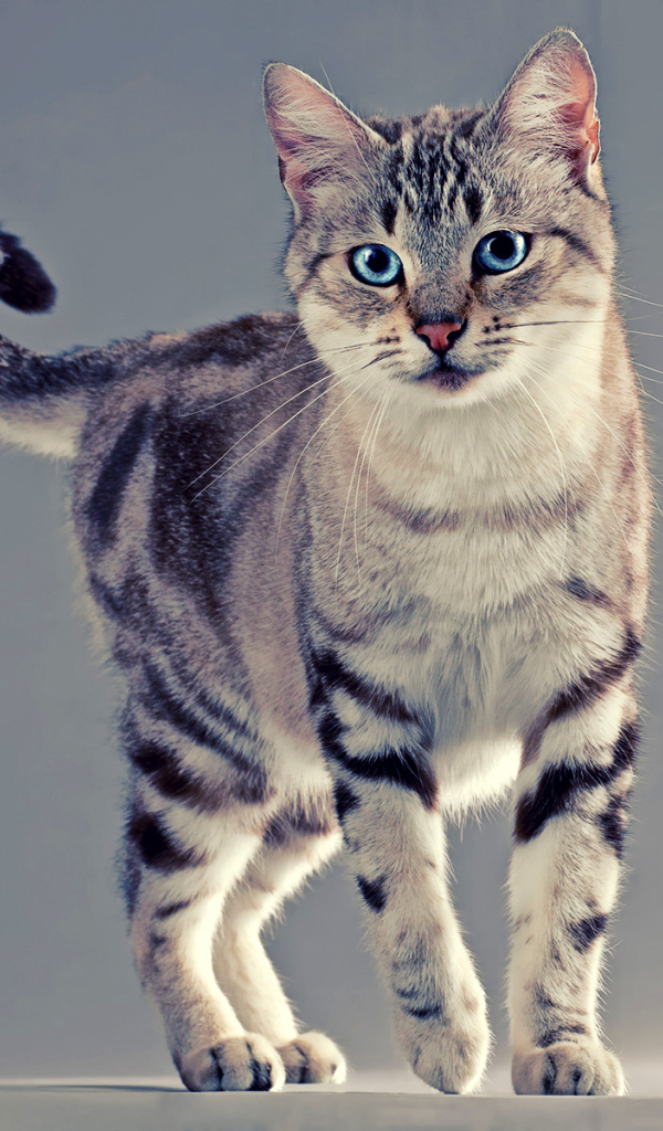 Голубоглазая американская жесткошерстная кошка