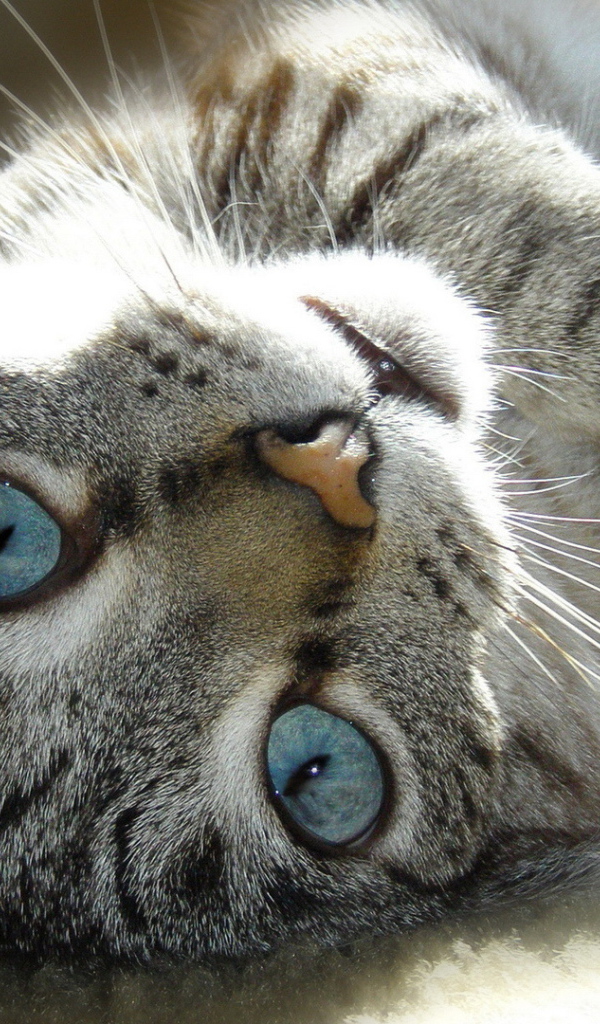 Голубые глаза у балийской кошки