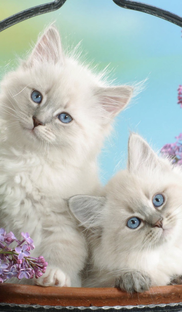 Голубоглазые котята