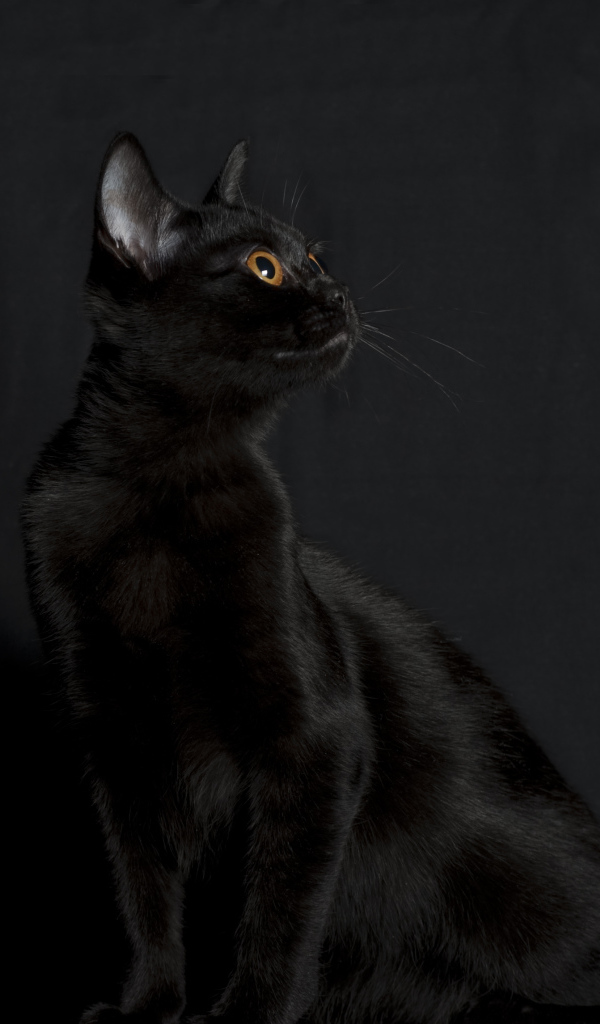 Черная бомбейская кошка на черном фоне