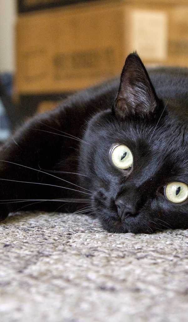 Бомбейская кошка лежит на полу