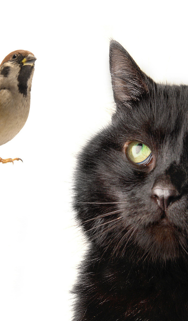 Бомбейская кошка смотрит на птичку