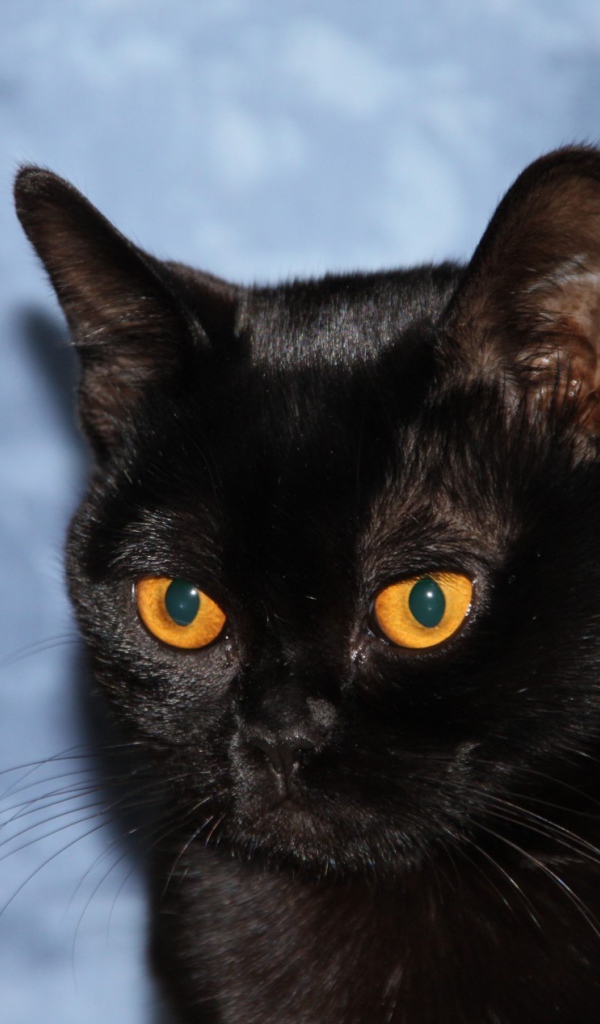 Бомбейская кошка на голубом фоне