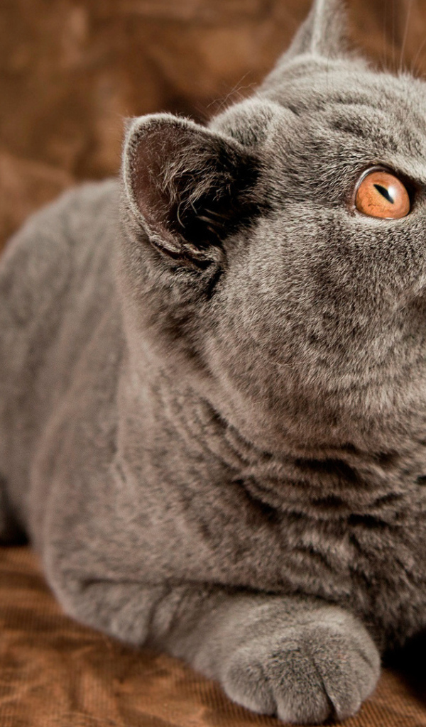 Порода британская длинношерстная кошка