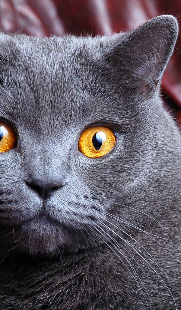 Порода британская короткошерстная кошка