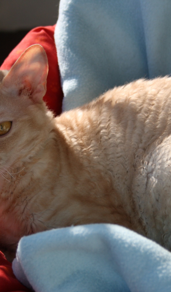 Порода немецкий рекс