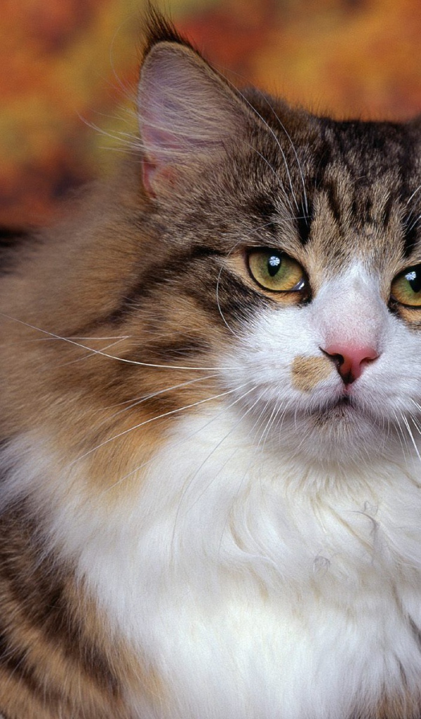 Порода норвежская лесная кошка