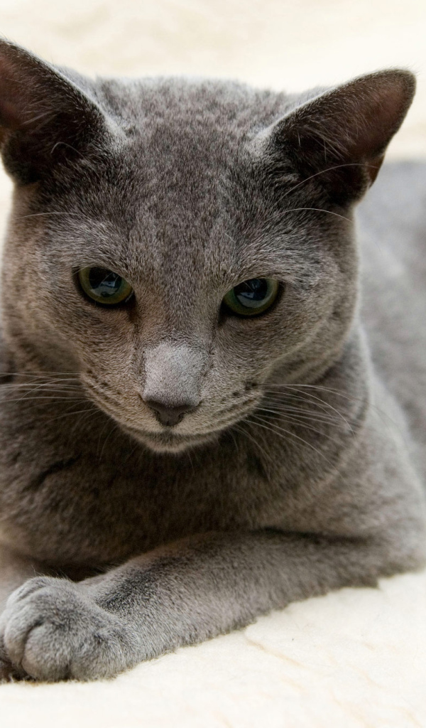 Порода русская голубая кошка