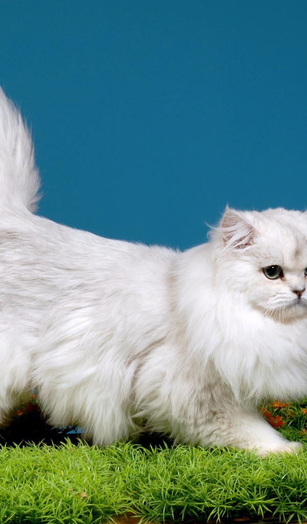 Светлая британская длинношерстная кошка