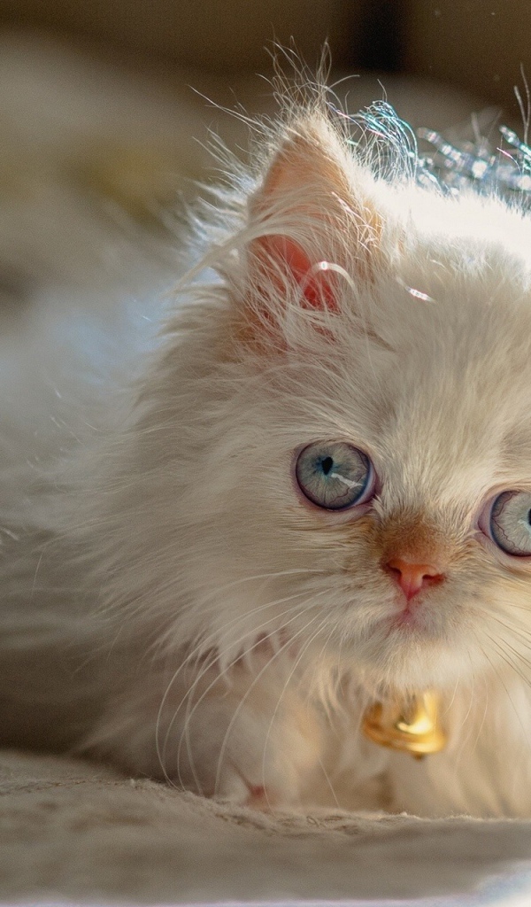 Светлый котенок гималайской кошки