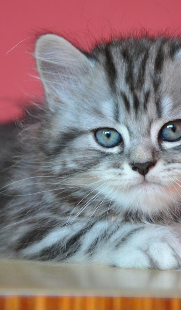 Котенок британской длинношерстной кошки