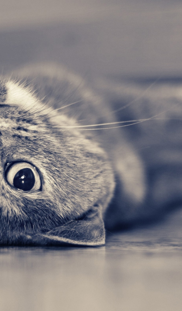 Британская короткошерстная кошка лежит на спине