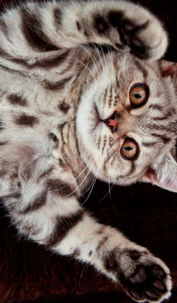 Котенок британской короткошерстной кошки на спине