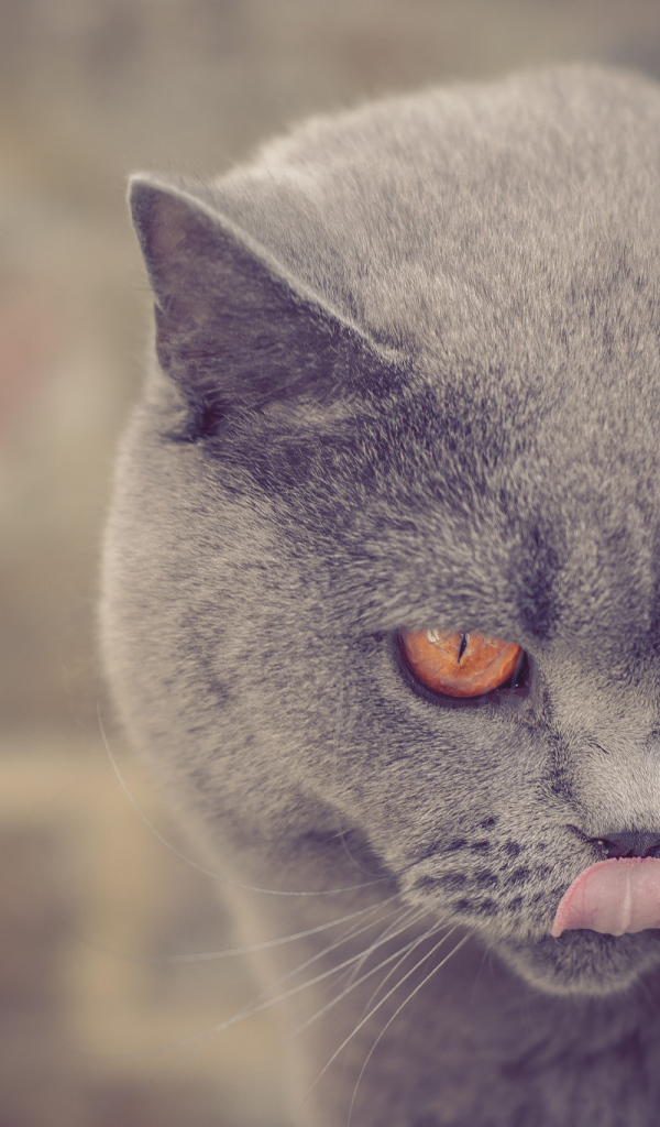 Британская короткошерстная кошка показывает язык