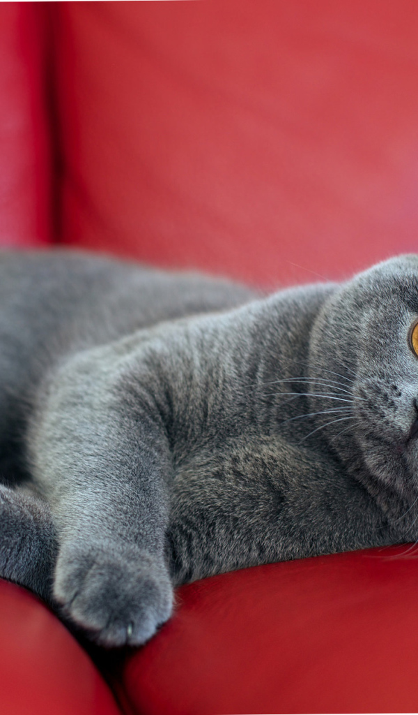 Британская короткошерстная кошка на диване