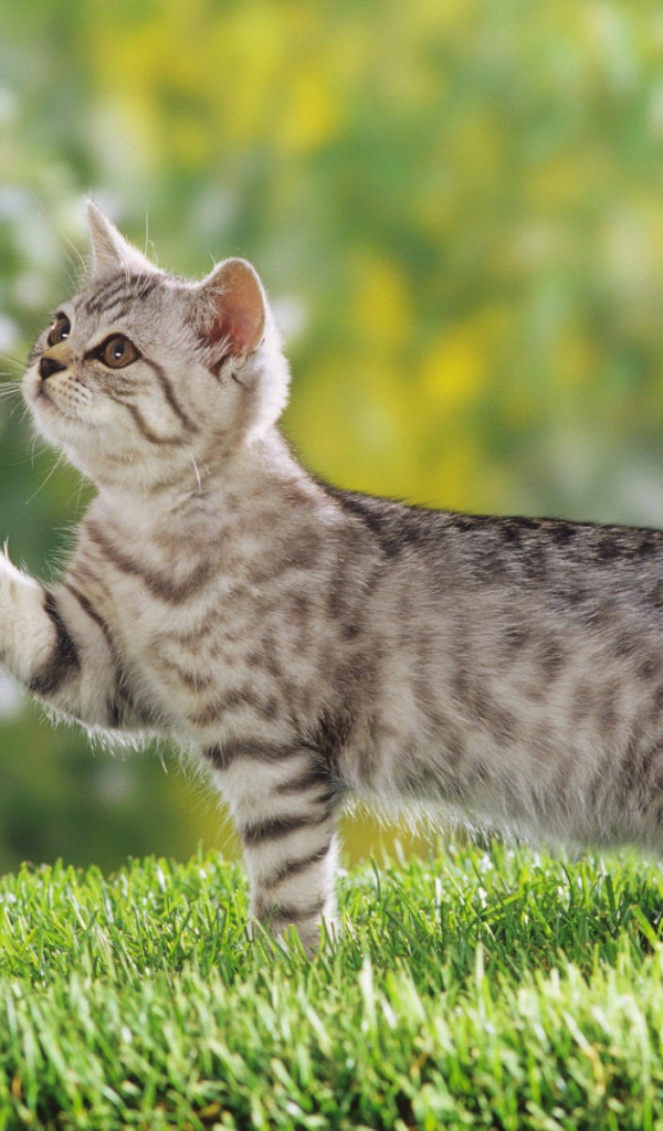 Британский короткошерстный котенок