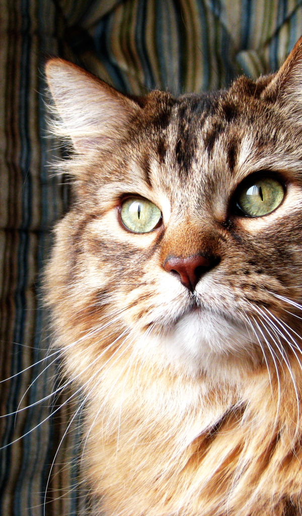 Коричневая норвежская лесная кошка