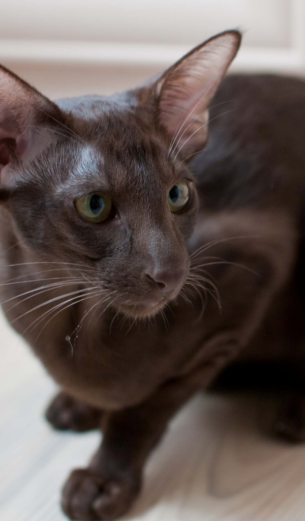 Коричневая ориентальная короткошерстная кошка