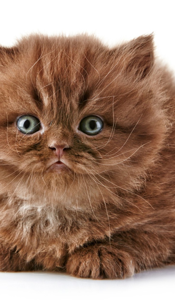 Коричневый котенок британской длинношерстной кошки