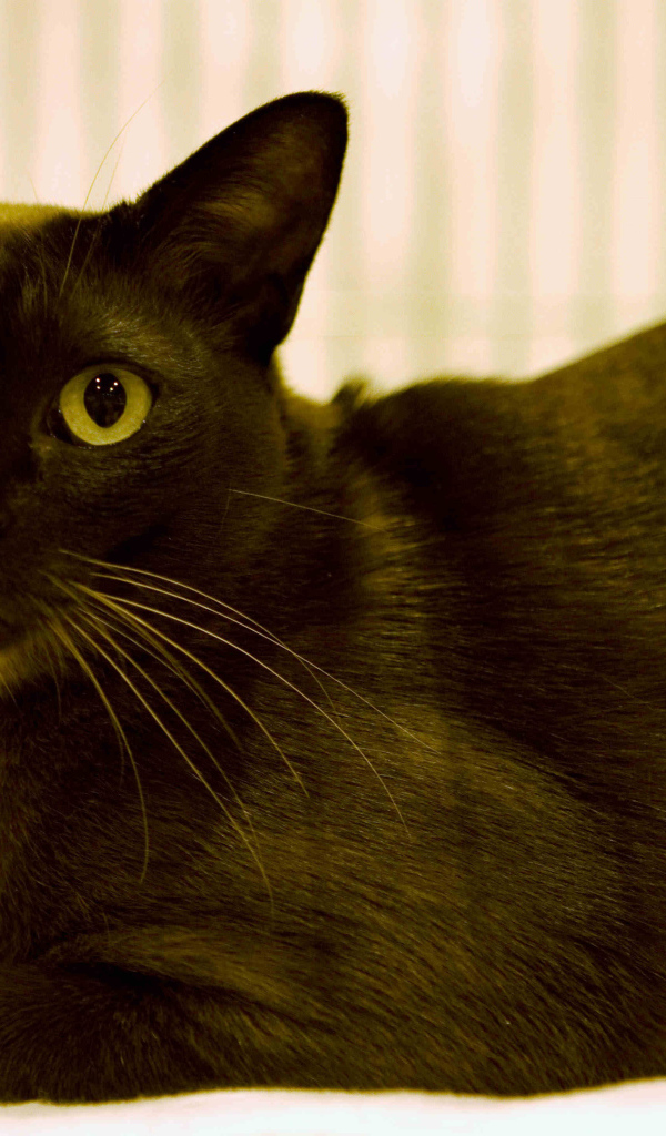 Порода бурманская кошка