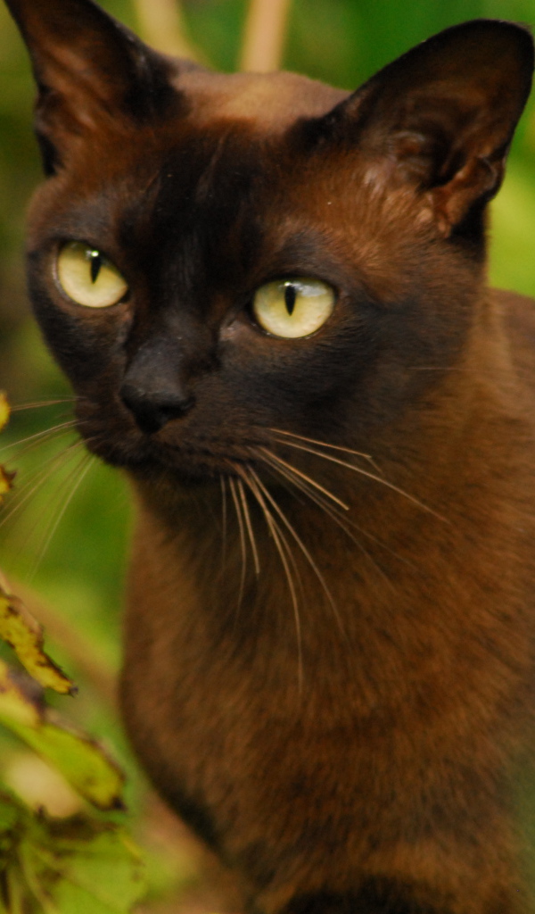 Бурманская кошка среди зелени