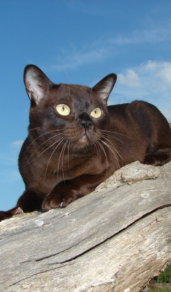 Бурманская кошка на сухом пне