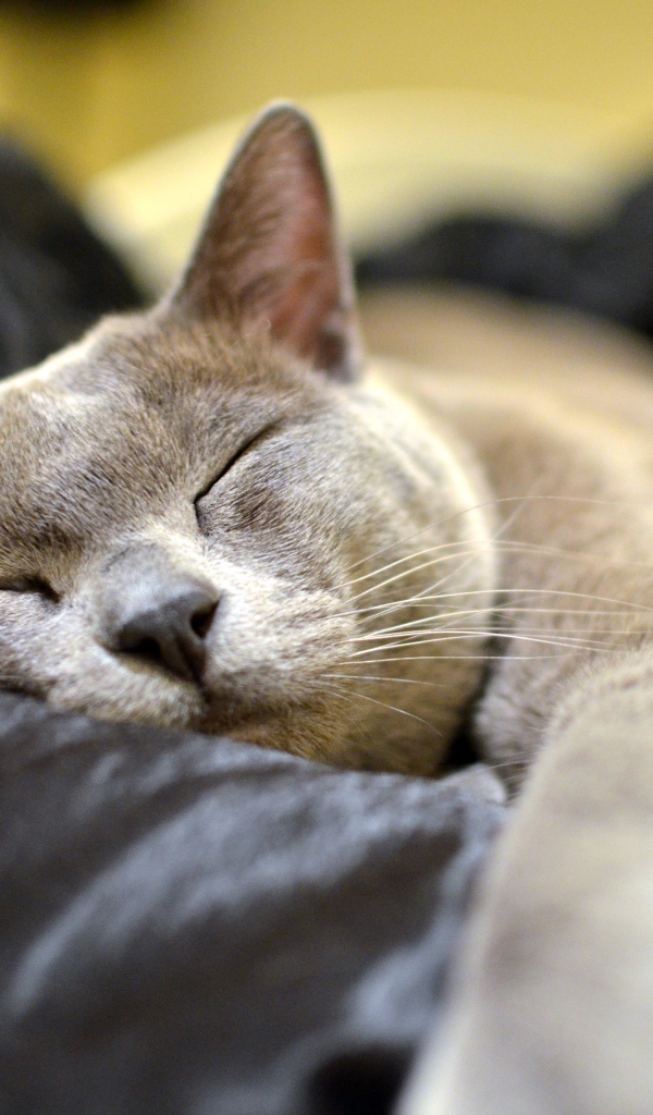 Бурманская кошка  спит